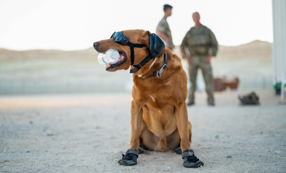 Over 500 MoD Military Working Dogs protected by Canine Support Solution